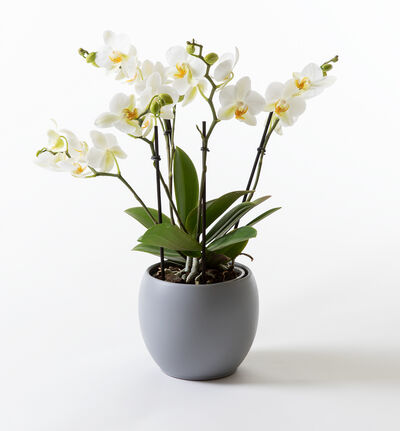 Hvit orkidé bouquetto i grå potte